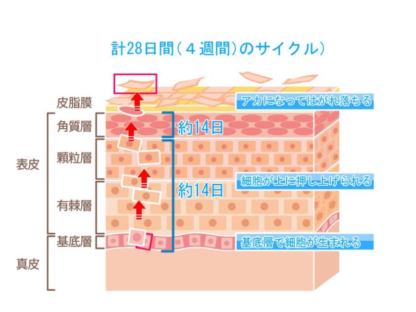 角化の流れ